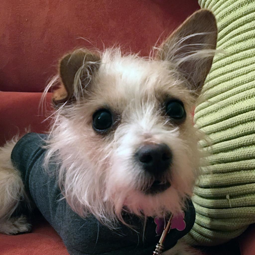 Enlarge Sidney, a Adoptable Mixed Breed in Pacific Grove, CA image 6/6