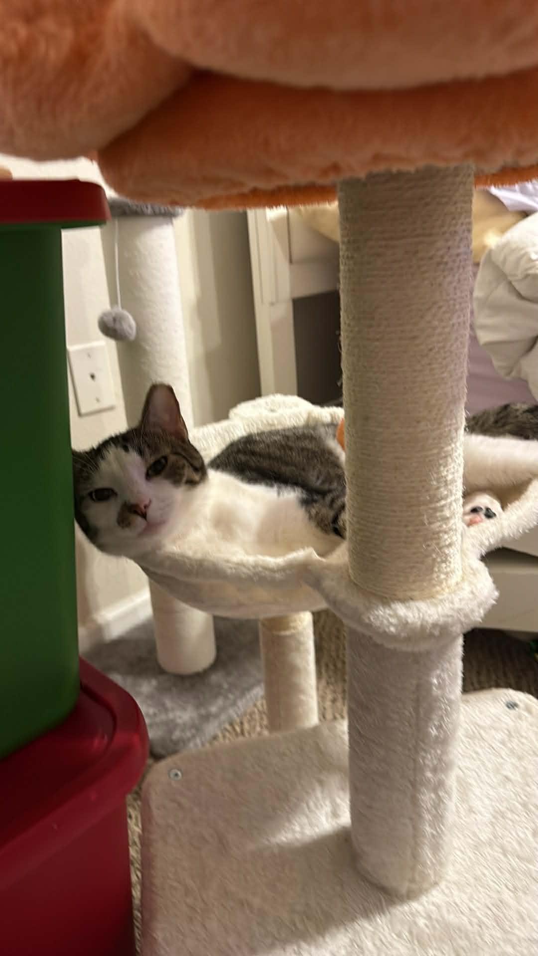 Enlarge Pudding, a ADOPTABLE Domestic Short Hair in Charlotte, NC image 6/6