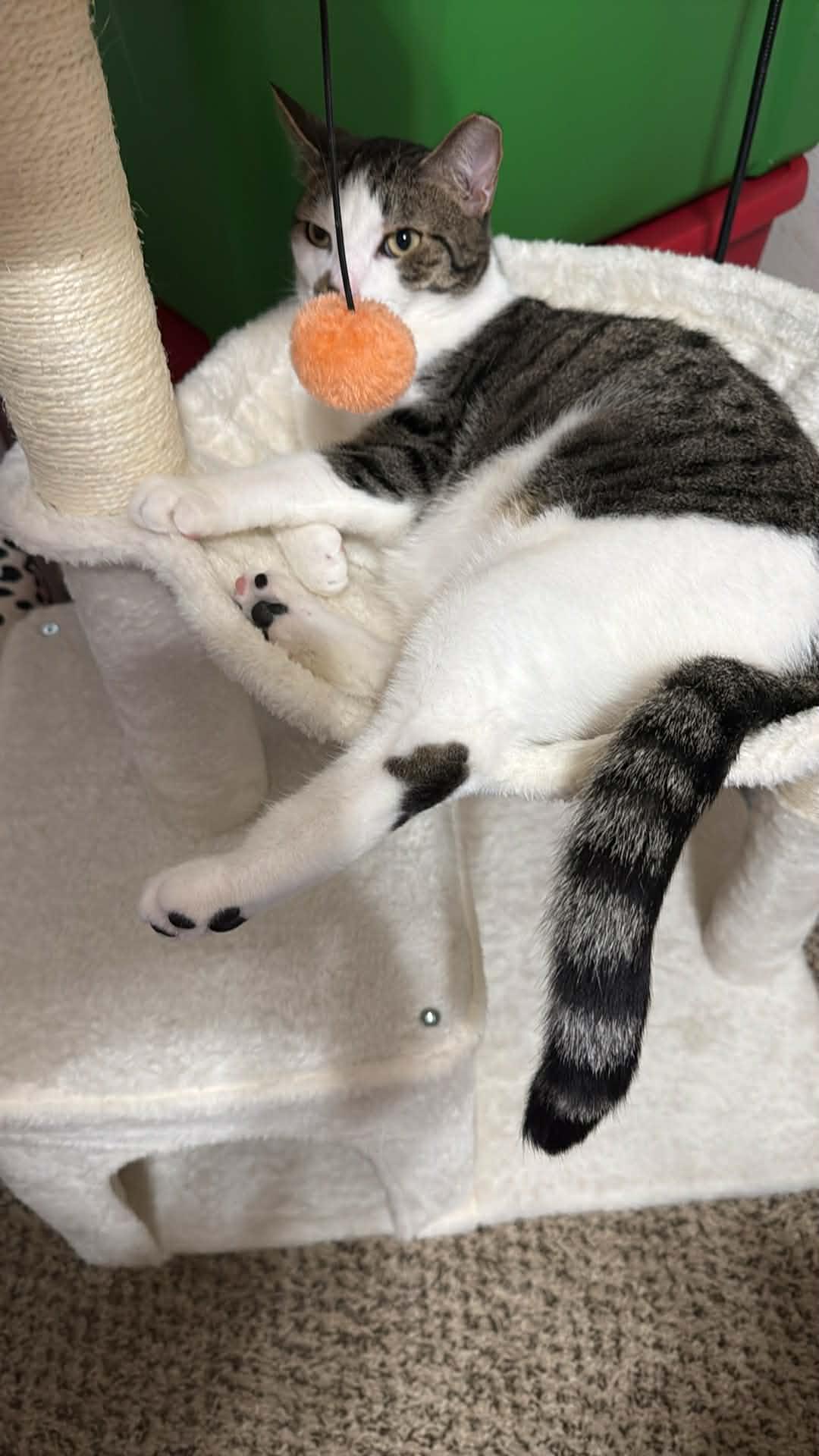 Enlarge Pudding, a ADOPTABLE Domestic Short Hair in Charlotte, NC image 2/6