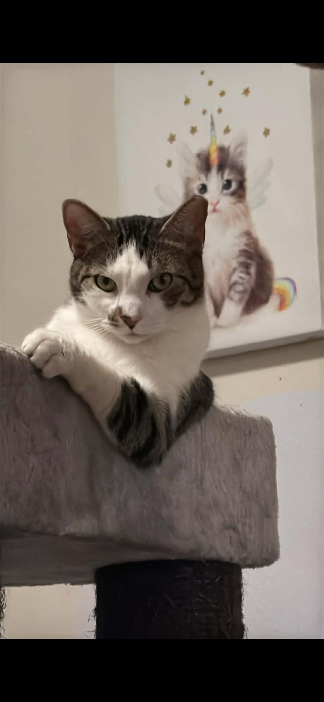 Enlarge Pudding, a ADOPTABLE Domestic Short Hair in Charlotte, NC image 1/6