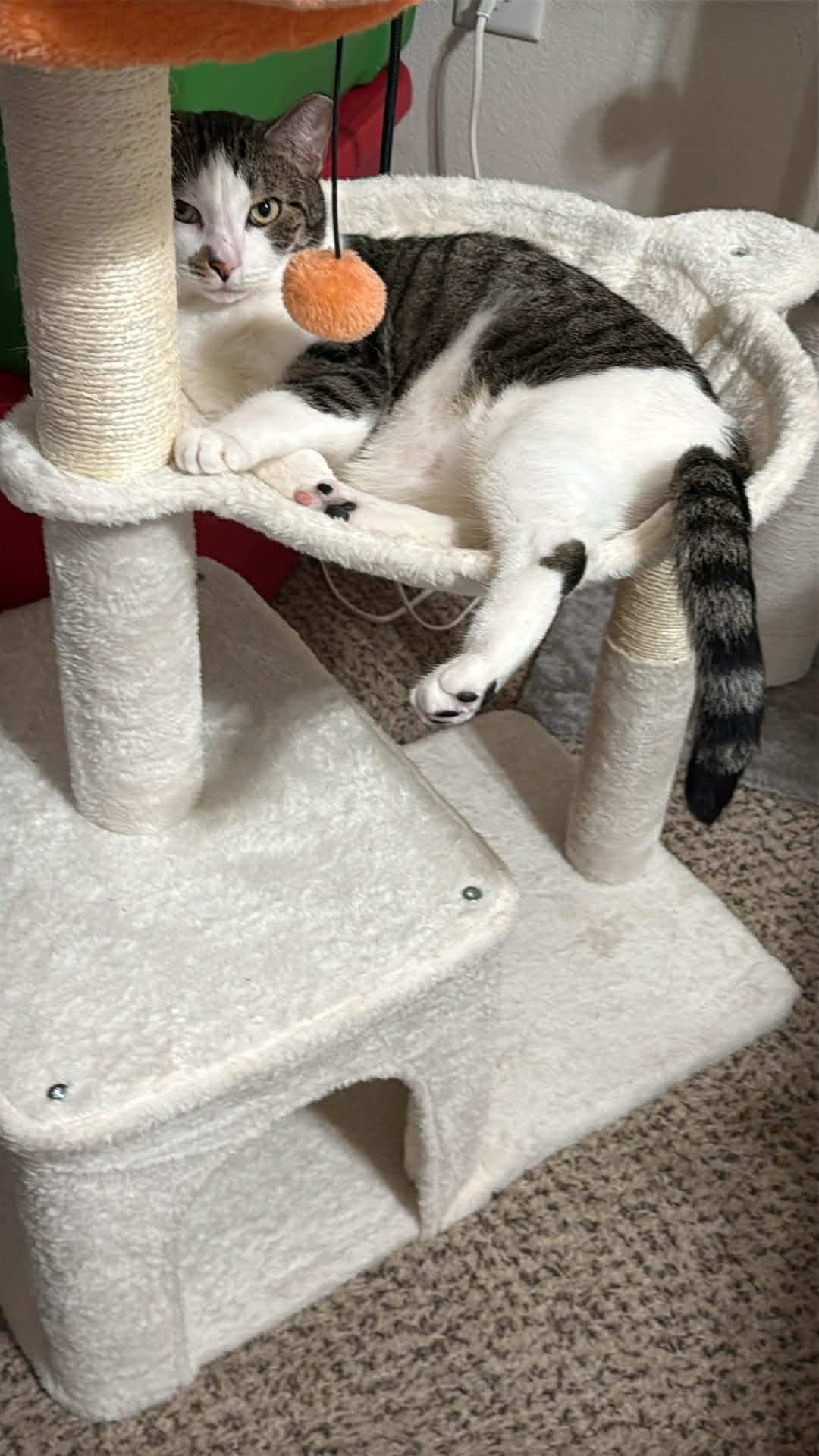 Enlarge Pudding, a ADOPTABLE Domestic Short Hair in Charlotte, NC image 5/6