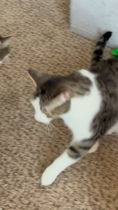 Enlarge Pudding, a ADOPTABLE Domestic Short Hair in Charlotte, NC video 3/6