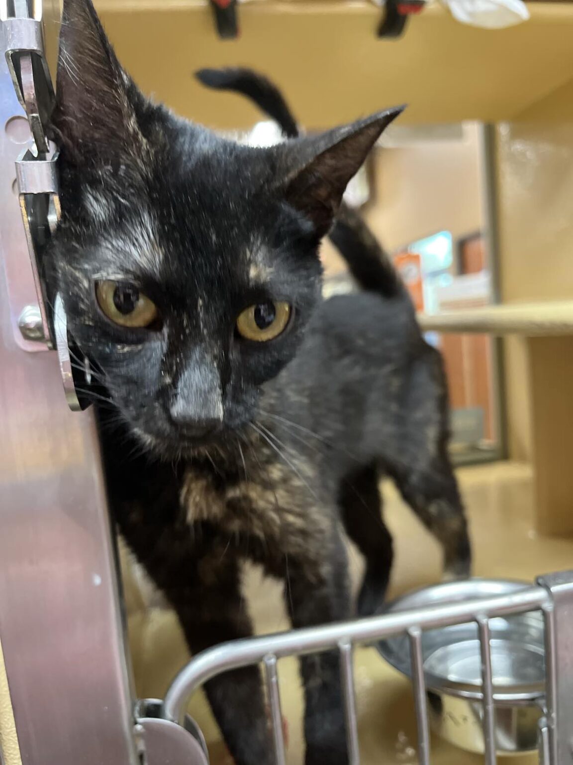 Enlarge Ivy, an adoptable Tortoiseshell in Marion, IN image 1/1