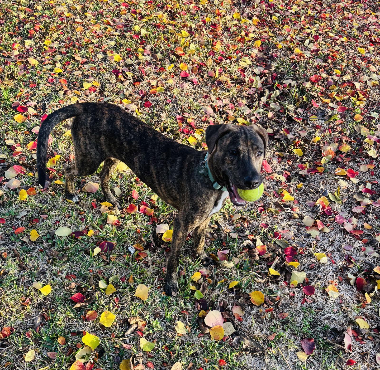 Enlarge Jekyll, a Adoptable Plott Hound in Salem, VA image 3/3