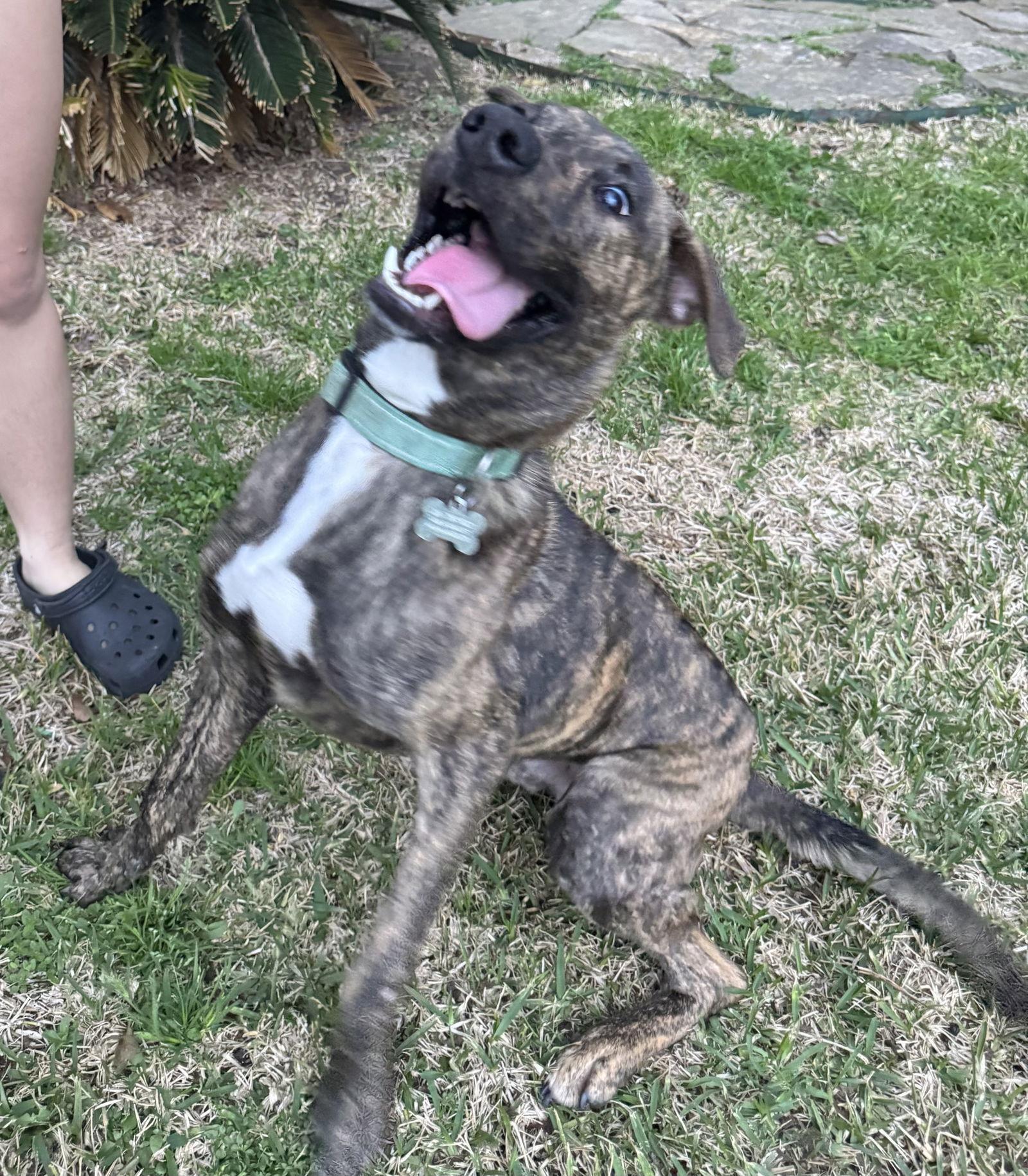 Enlarge Jekyll, a Adoptable Plott Hound in Salem, VA image 2/3