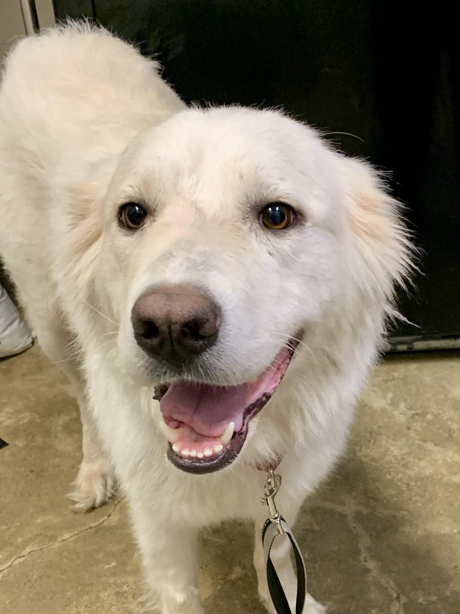 Enlarge Ivy, a ADOPTABLE Great Pyrenees in Grass Valley, CA image 1/5