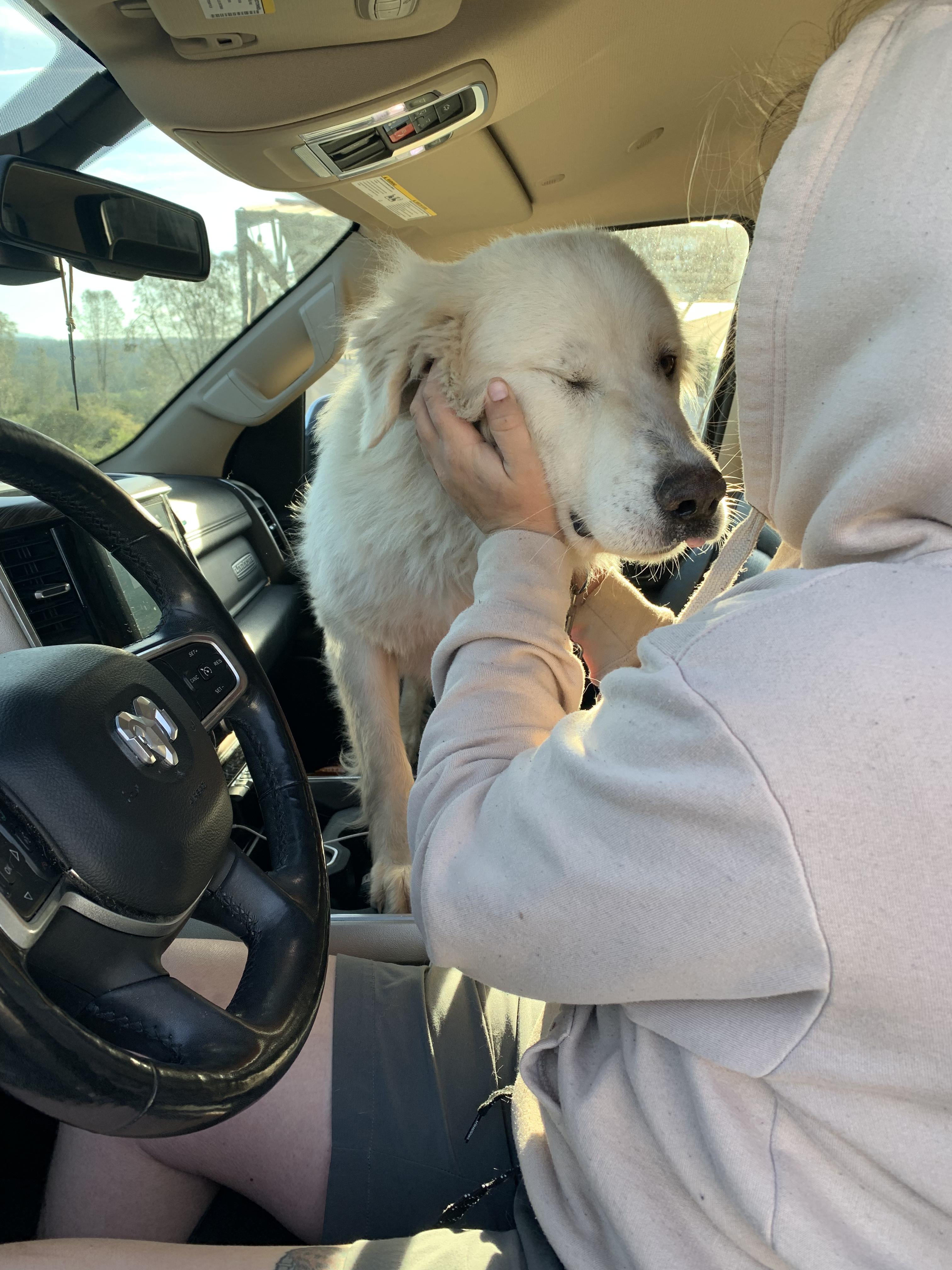 Enlarge Ivy, a ADOPTABLE Great Pyrenees in Grass Valley, CA image 5/5