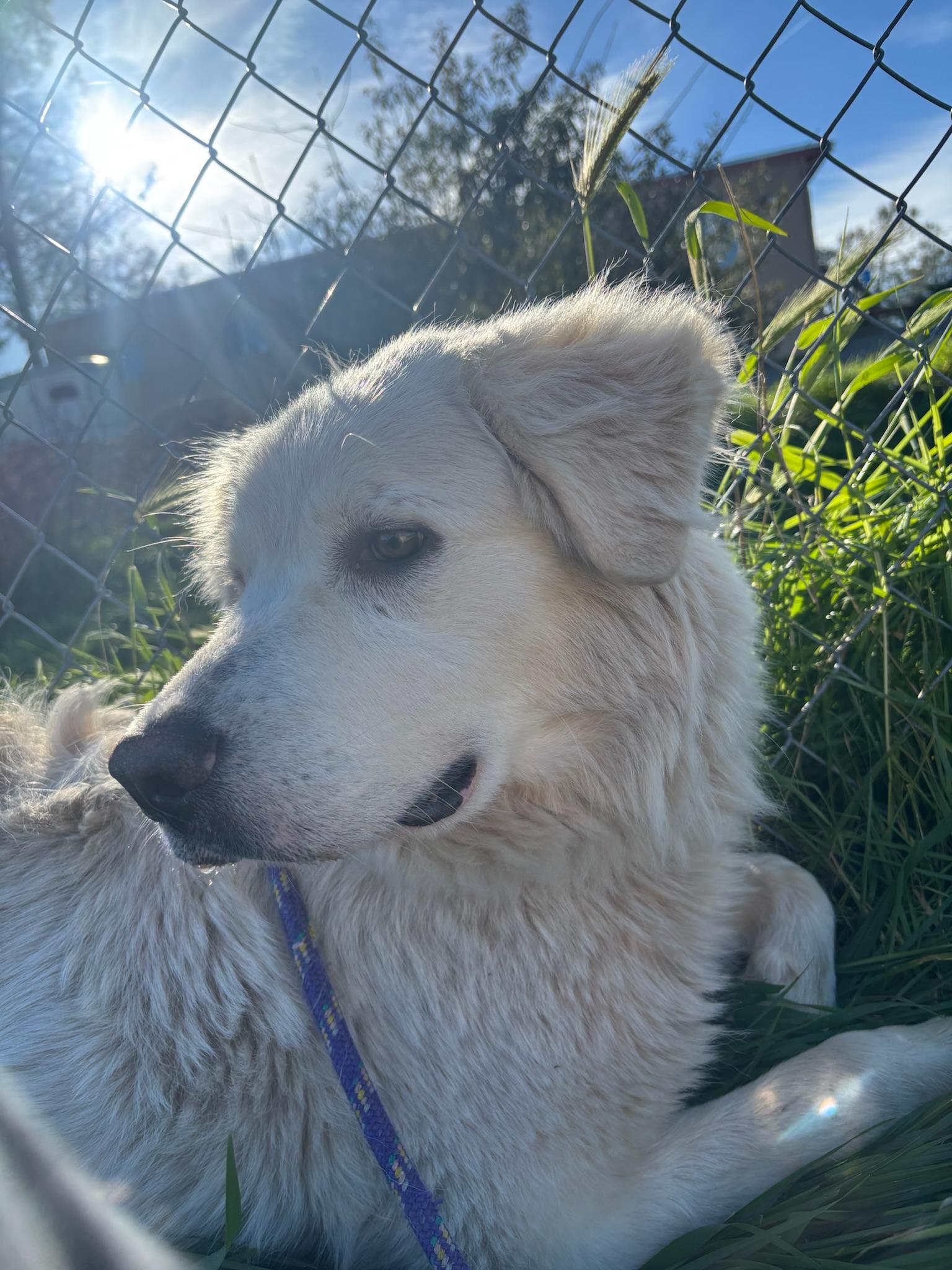 Enlarge Ivy, a ADOPTABLE Great Pyrenees in Grass Valley, CA image 3/5