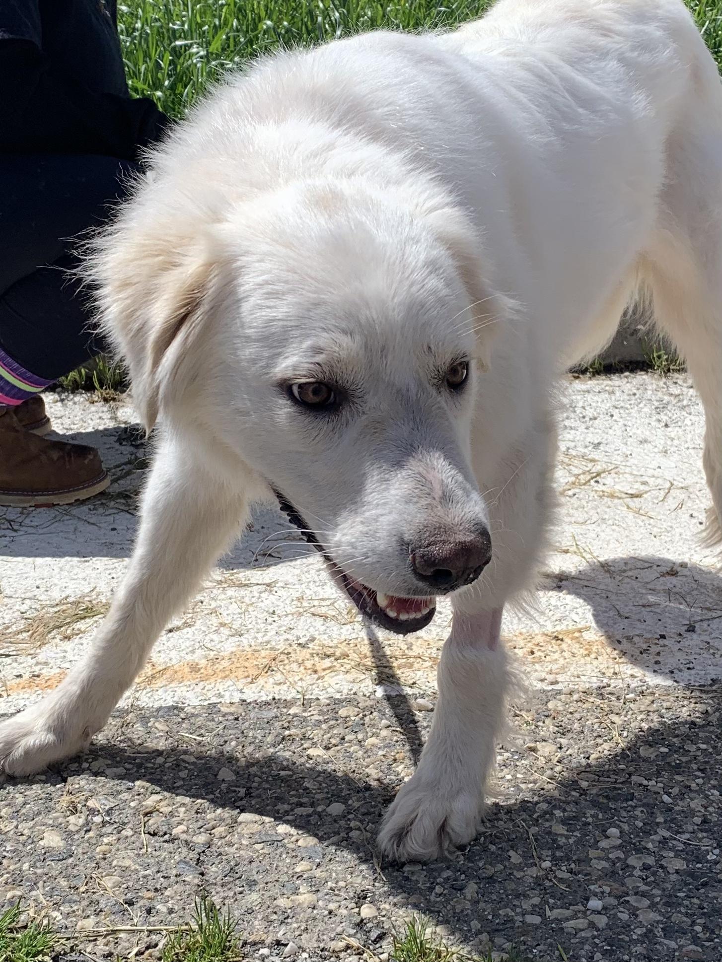 Enlarge Ivy, a ADOPTABLE Great Pyrenees in Grass Valley, CA image 2/5
