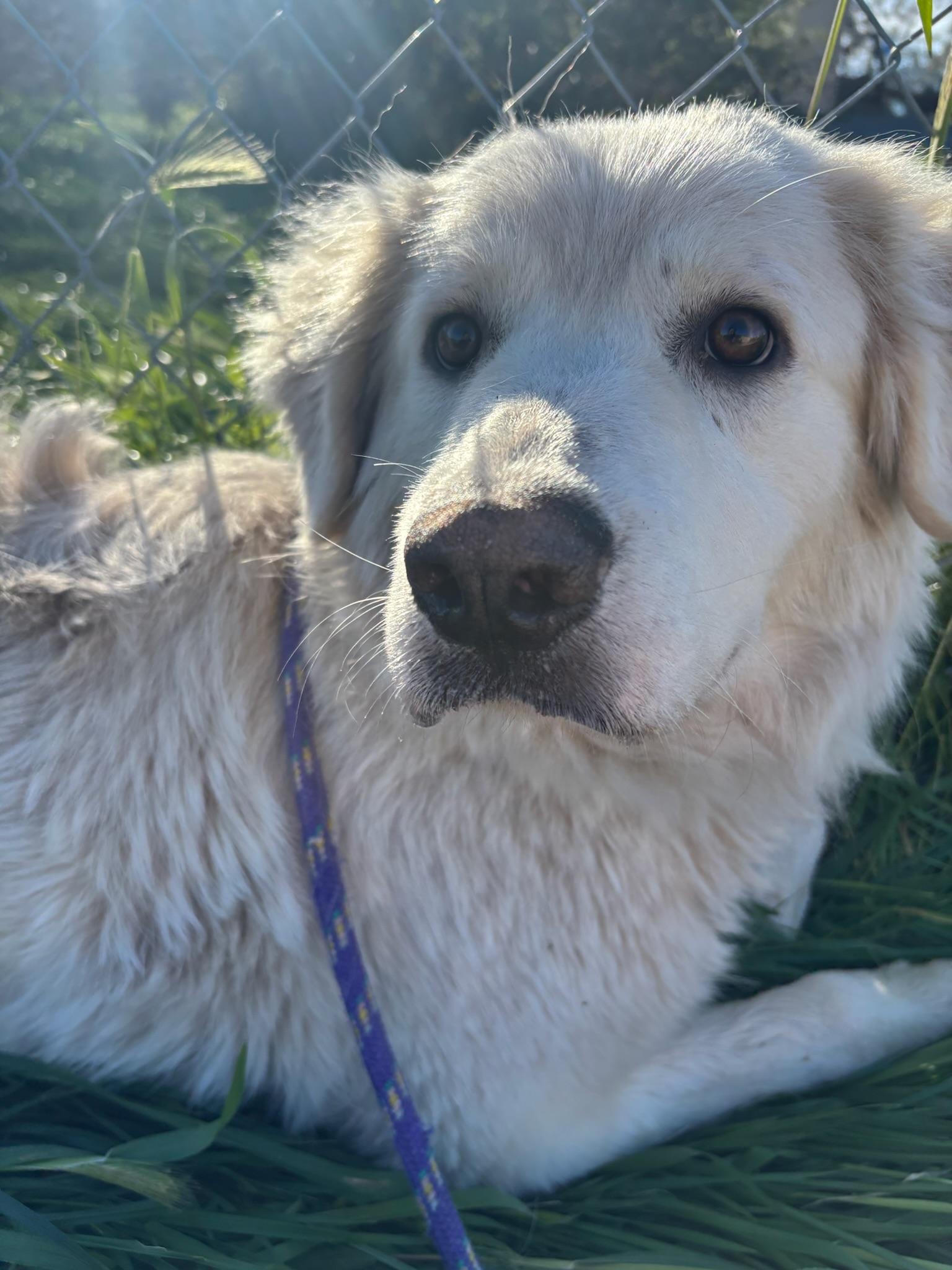 Enlarge Ivy, a ADOPTABLE Great Pyrenees in Grass Valley, CA image 4/5
