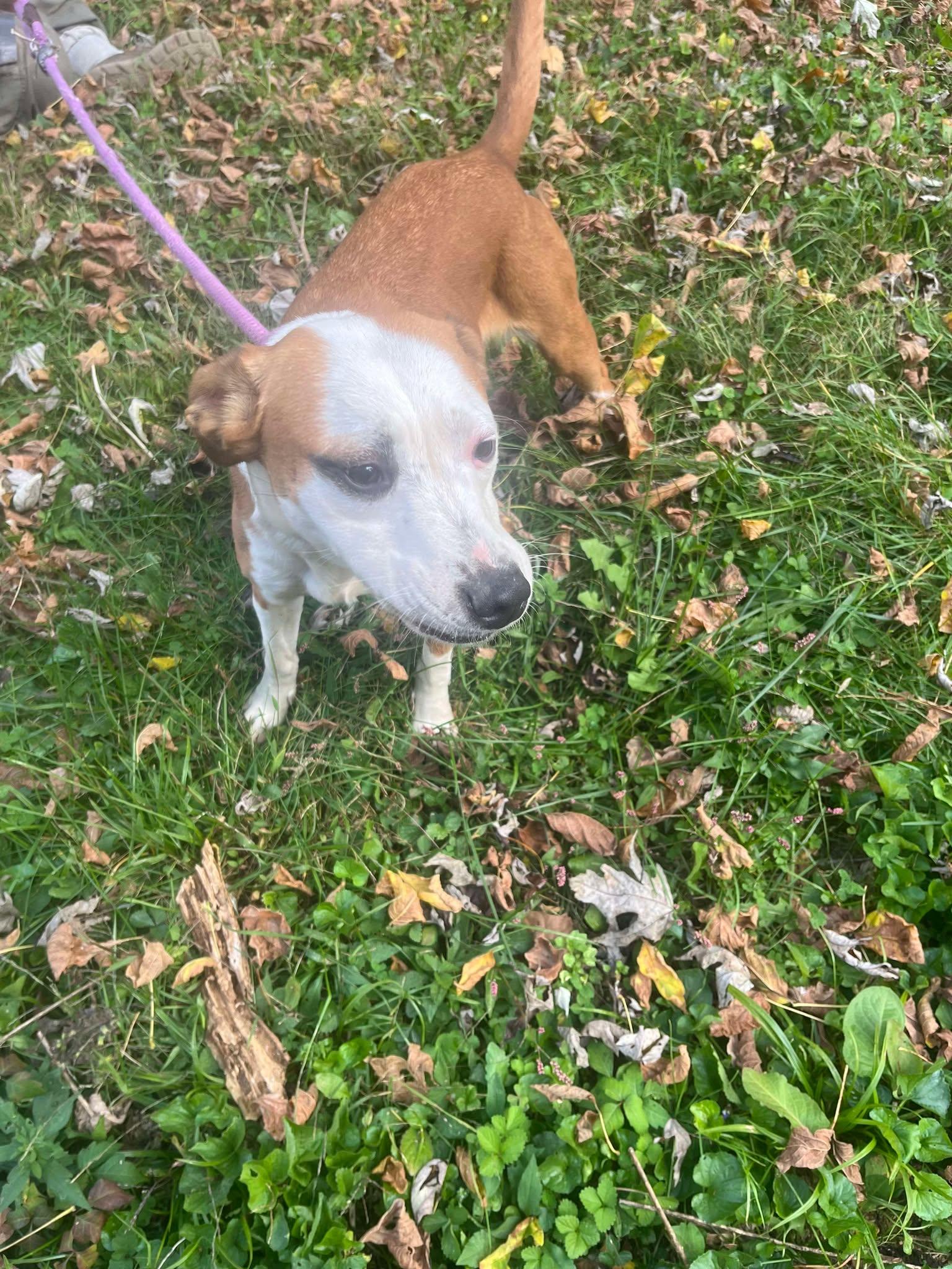 Piper, a Adoptable mixed breed in Asheville, NC image 2/6