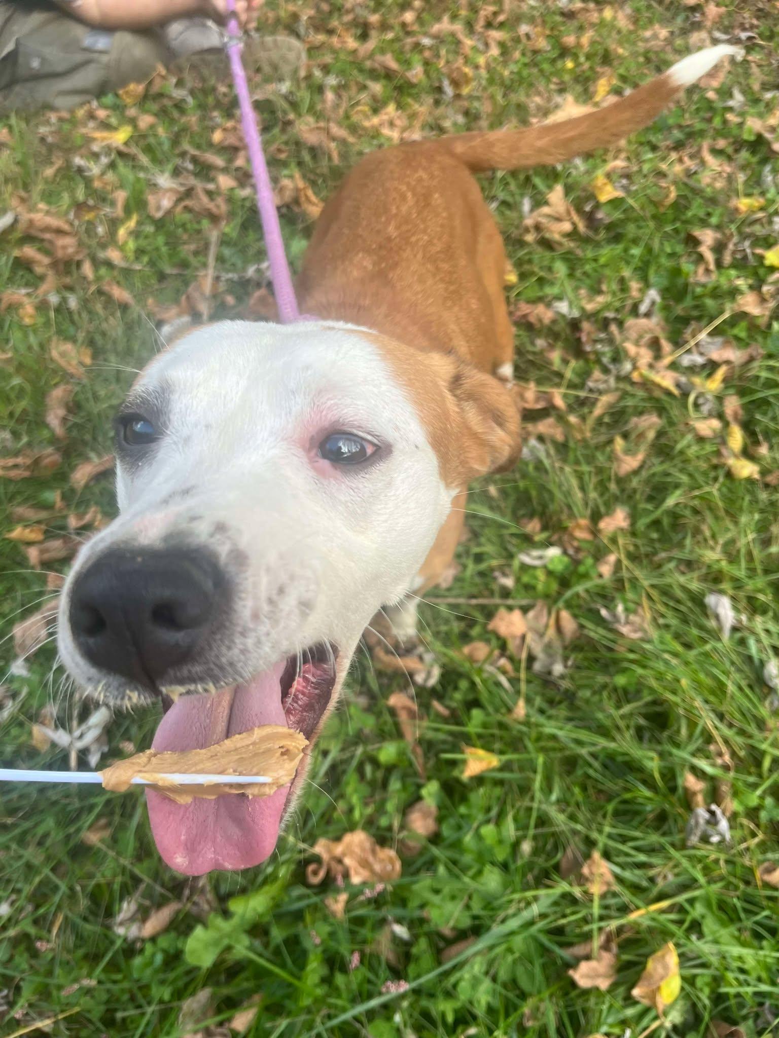 Piper, a Adoptable mixed breed in Asheville, NC image 3/6