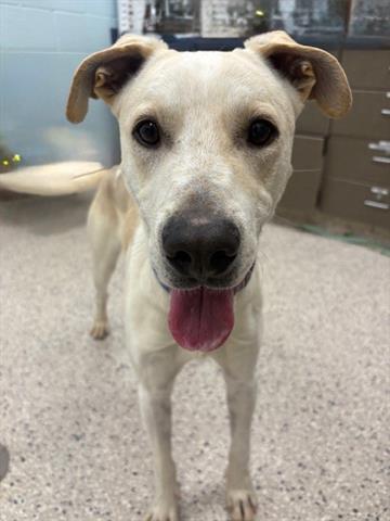 Enlarge PLUTO, a Adoptable mixed breed in Brighton, CO image 1/1