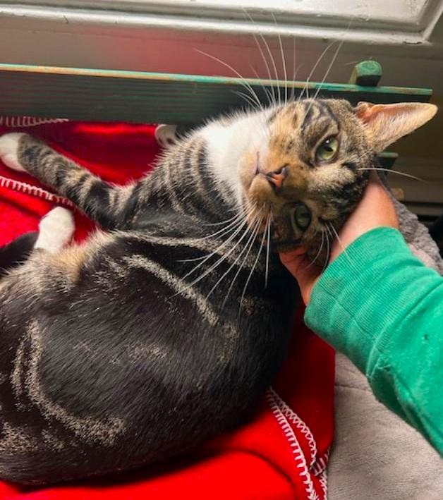 Enlarge Pickle-needs his human best friend, a Adoptable Tabby in Jamaica Plain, MA image 1/2