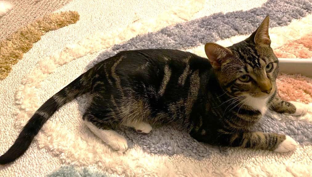 Pickle-needs to be an only cat, ADOPTABLE, Young Male Tabby.