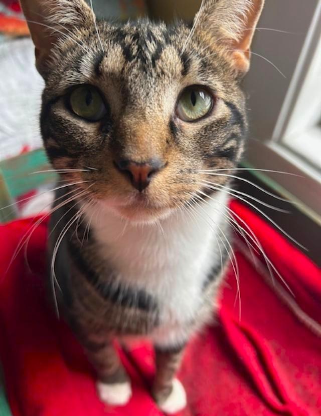 Enlarge Pickle-needs his human best friend, a Adoptable Tabby in Jamaica Plain, MA image 2/2