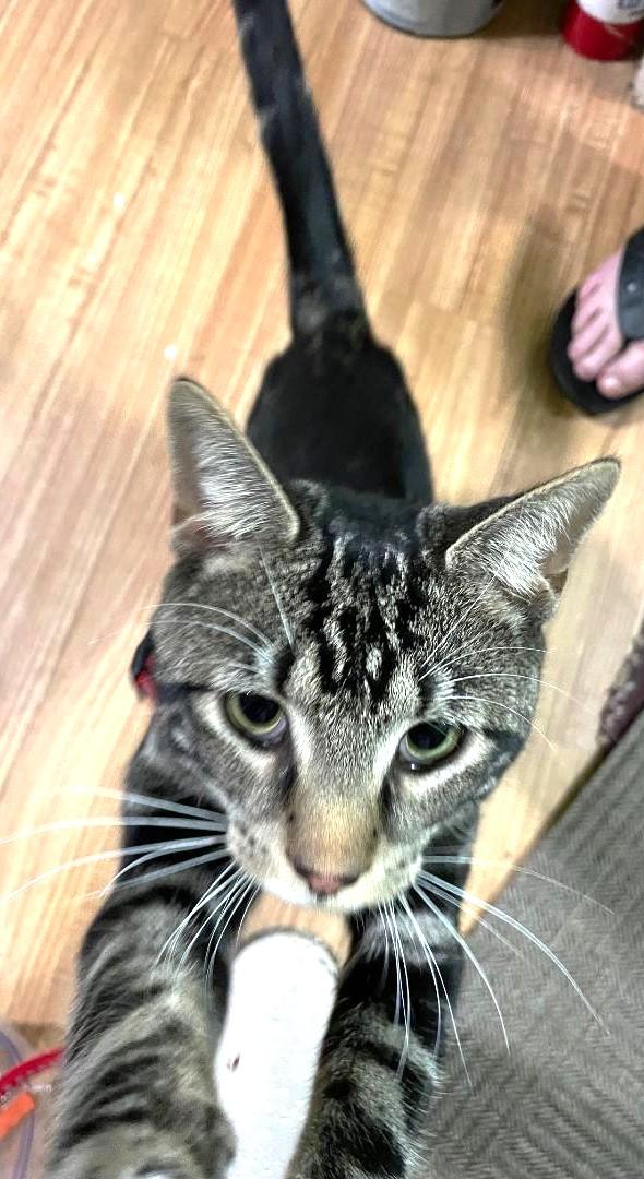 Pickle-needs to be an only cat, a ADOPTABLE Tabby in Jamaica Plain, MA image 3/4