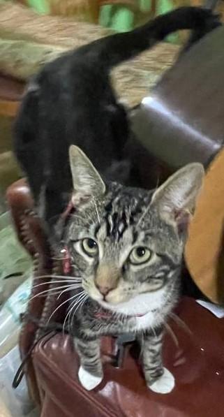 Pickle-needs to be an only cat, a ADOPTABLE Tabby in Jamaica Plain, MA image 4/4