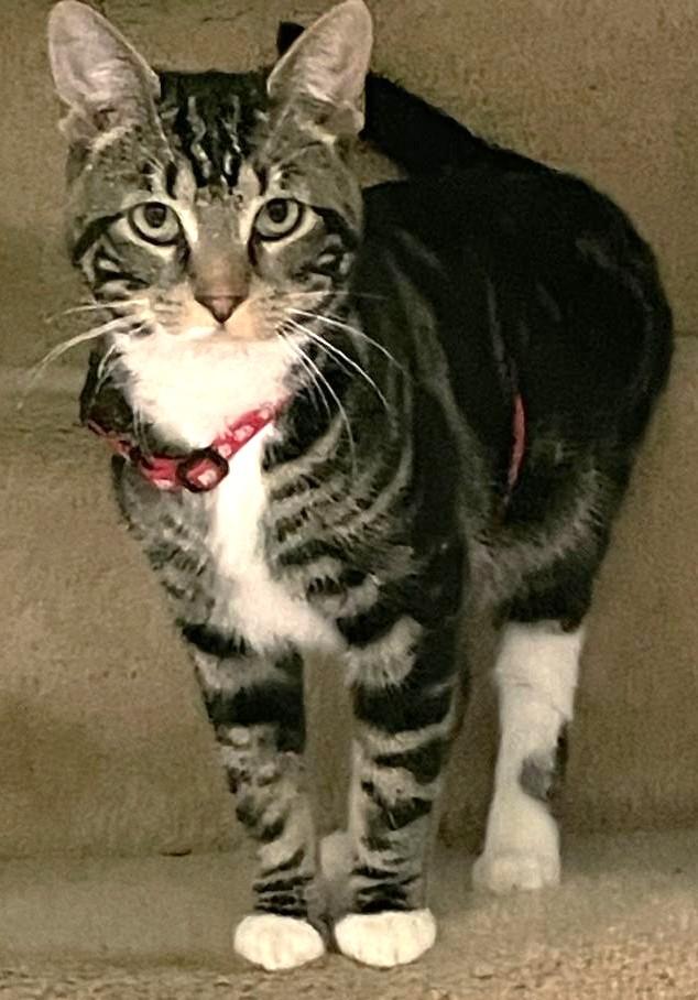 Enlarge Pickle, a ADOPTABLE Tabby in Jamaica Plain, MA image 1/3