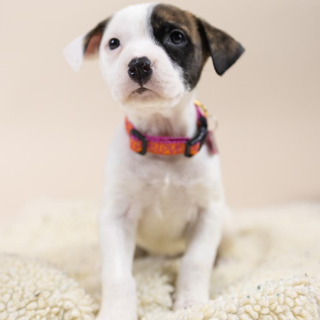 Enlarge Nestle, an adopted Cattle Dog in Portland, OR image 1/1