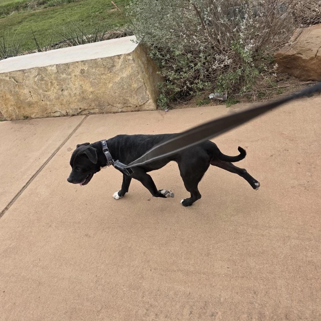 Enlarge Arthur, a Adoptable mixed breed in Abilene, TX image 1/6