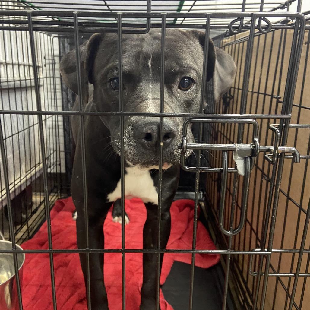 Enlarge Arthur, a Adoptable mixed breed in Abilene, TX image 2/6