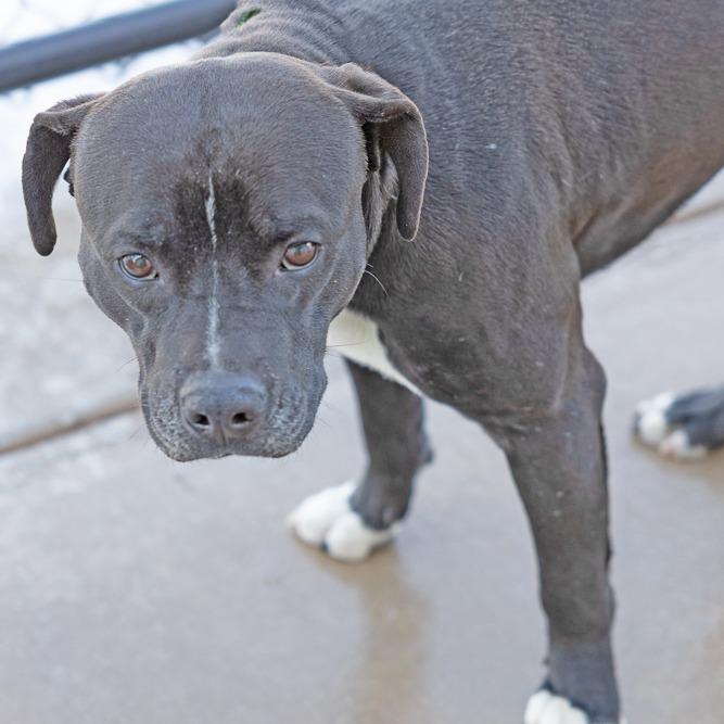 Enlarge Arthur, a Adoptable mixed breed in Abilene, TX image 3/6