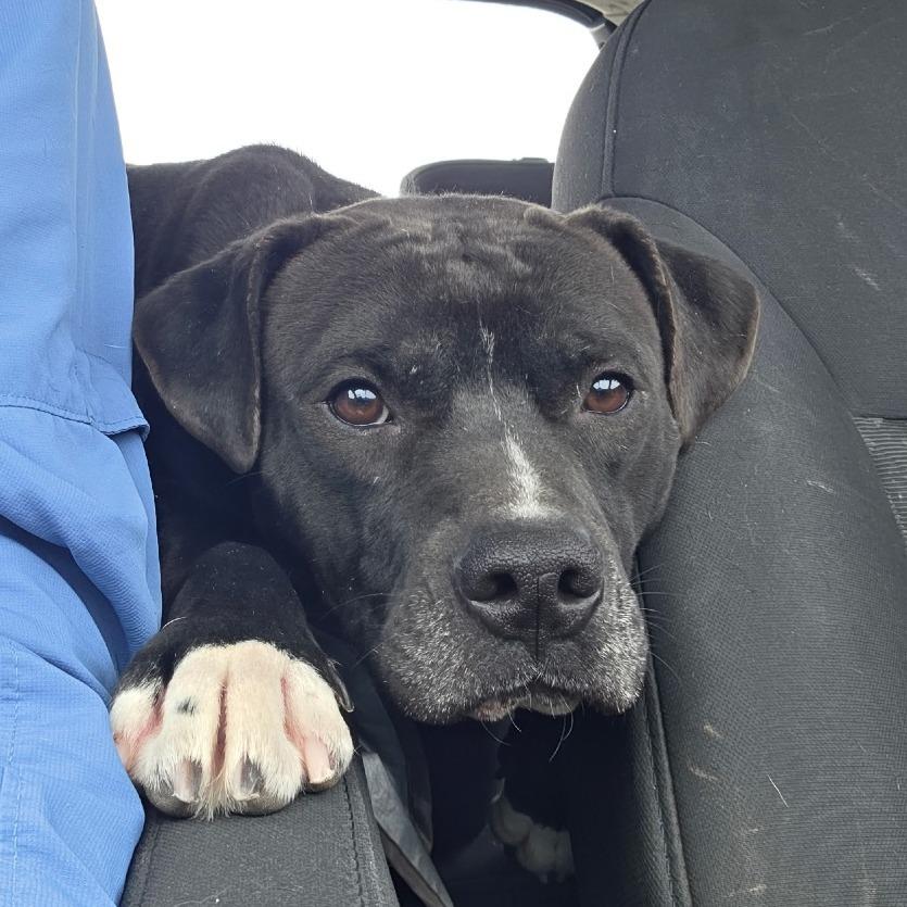 Enlarge Arthur, a Adoptable mixed breed in Abilene, TX image 4/6