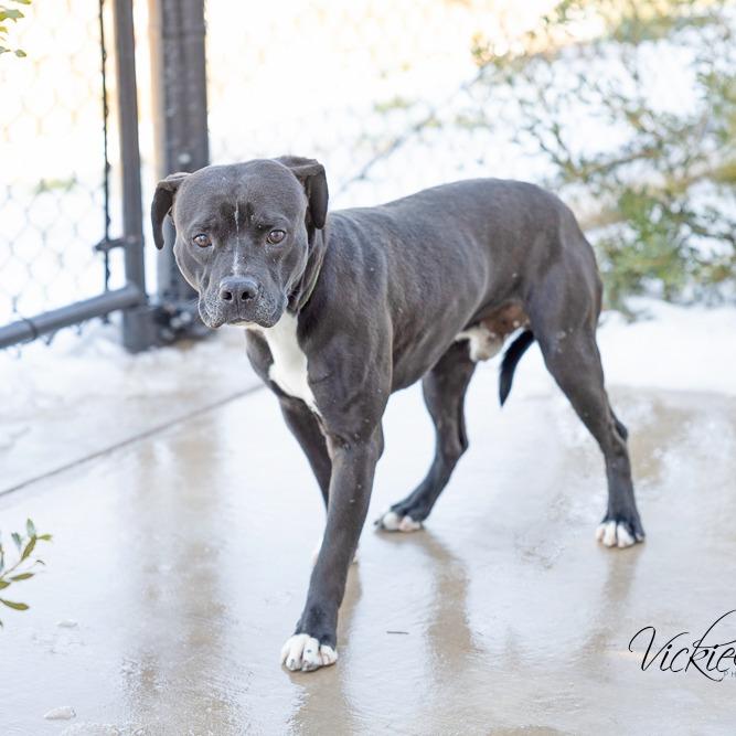 Enlarge Arthur, a Adoptable mixed breed in Abilene, TX image 5/6