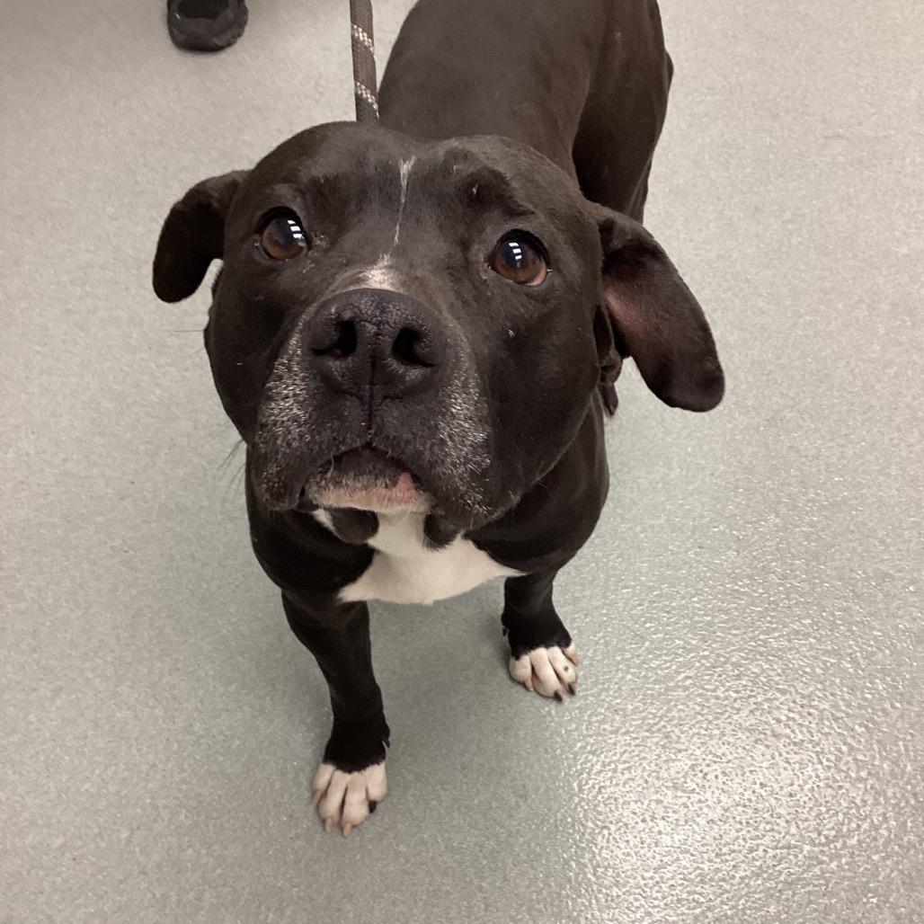 Enlarge Arthur, a Adoptable mixed breed in Abilene, TX image 6/6