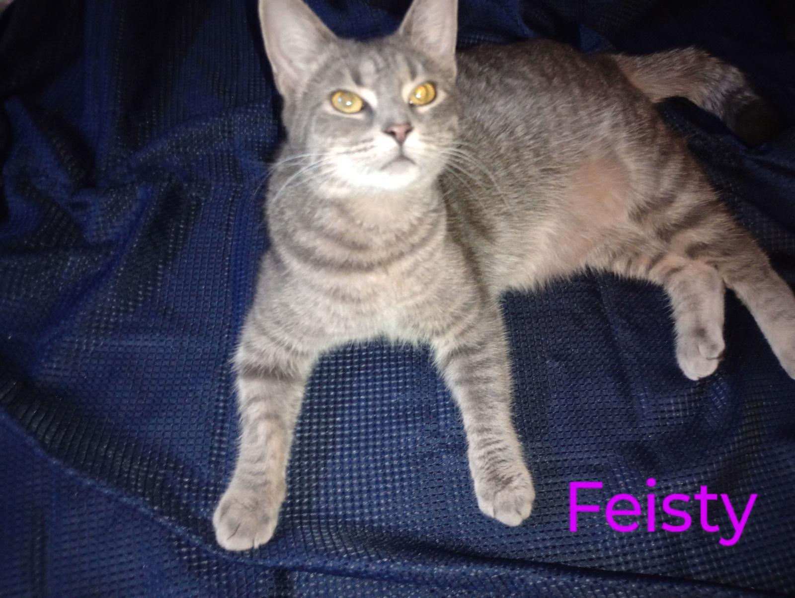 zz "Feisty" courtesy post, Adoptable, Adult Female Domestic Short Hair & Tabby.