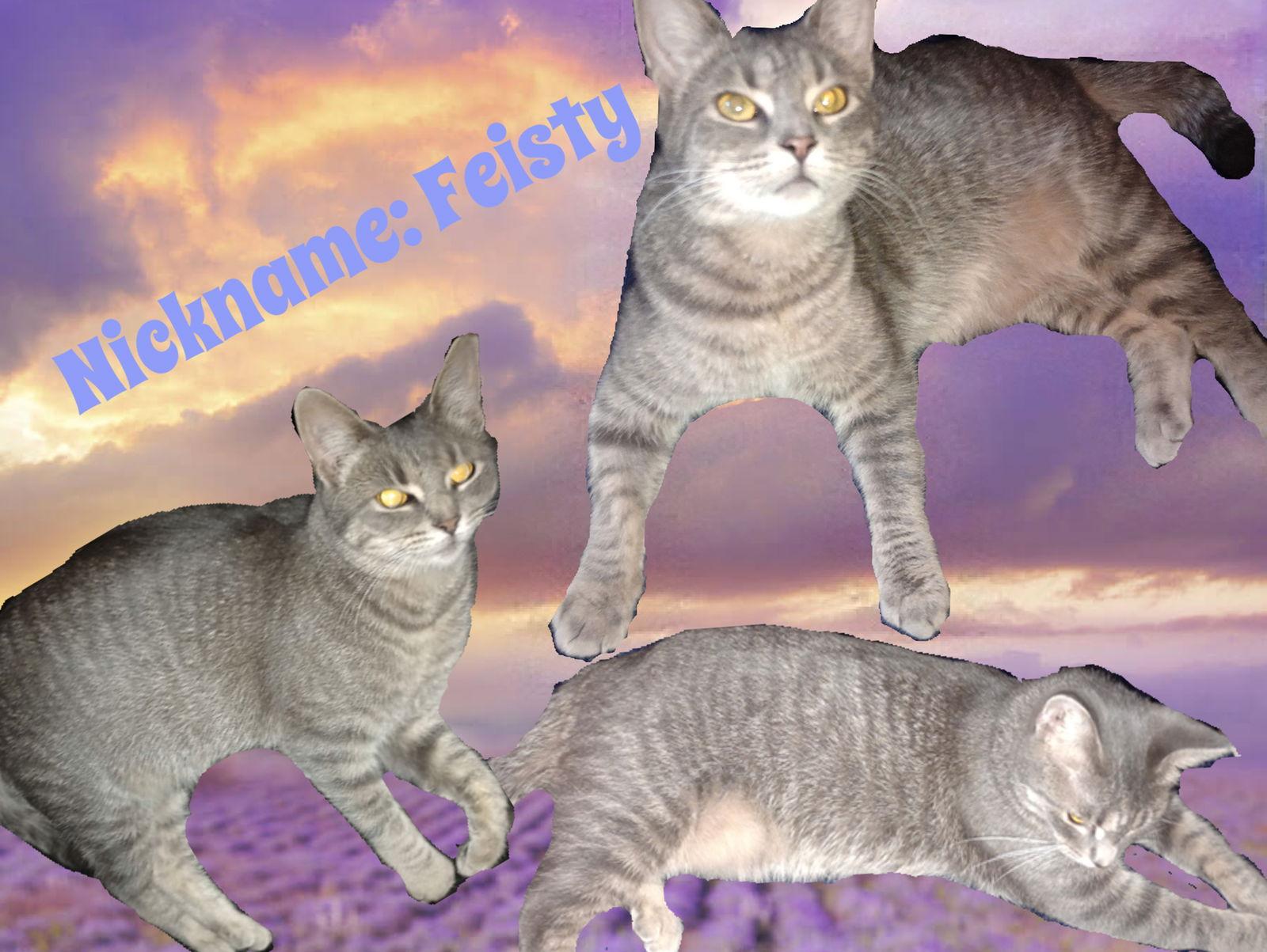 zz "Feisty" courtesy post — thumbnail 3