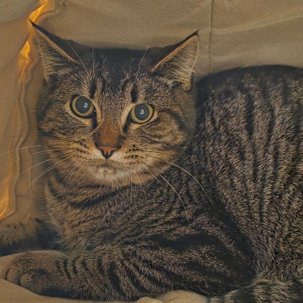 Lars, Adoptable, Young Male Domestic Short Hair.