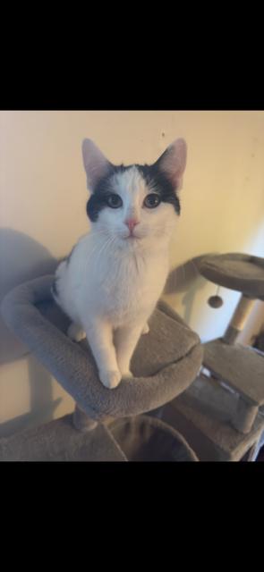 Enlarge Nanaimo, an adopted Domestic Short Hair in BURNABY, BC image 1/1