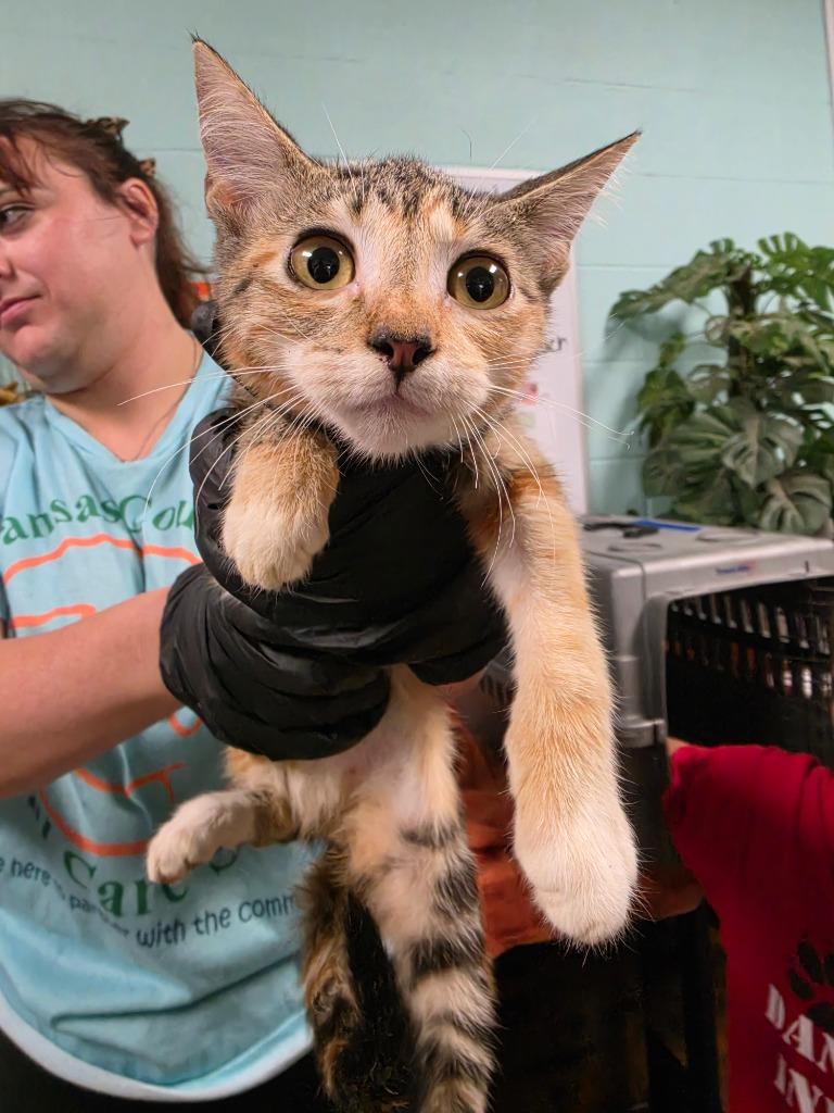 Enlarge April, a Adoptable mixed breed in Rockport, TX image 1/1