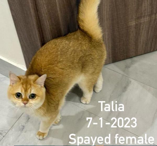 TALIA, Adopted, Young Female British Shorthair.