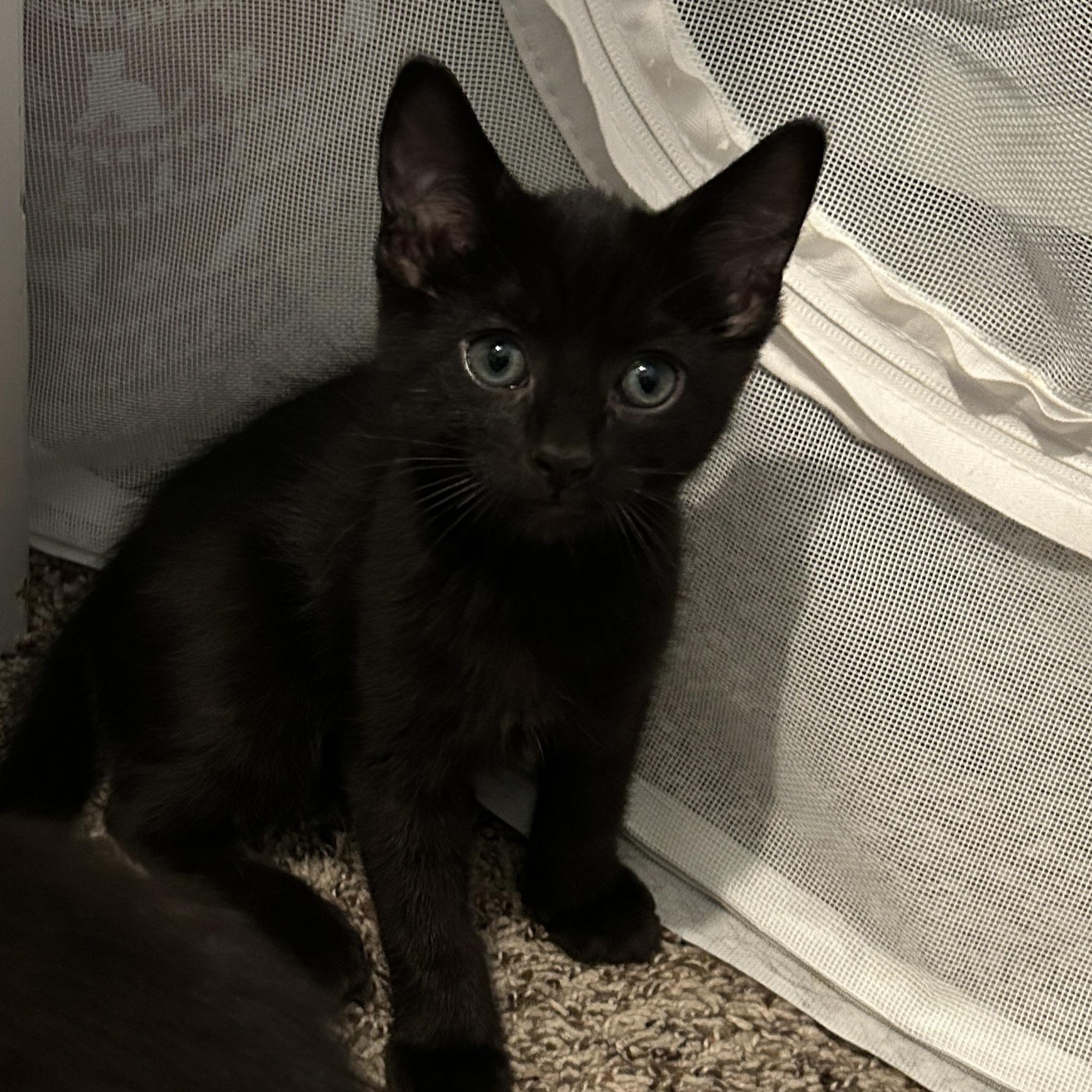 Sirocco, ADOPTABLE, Kitten Male Domestic Short Hair.