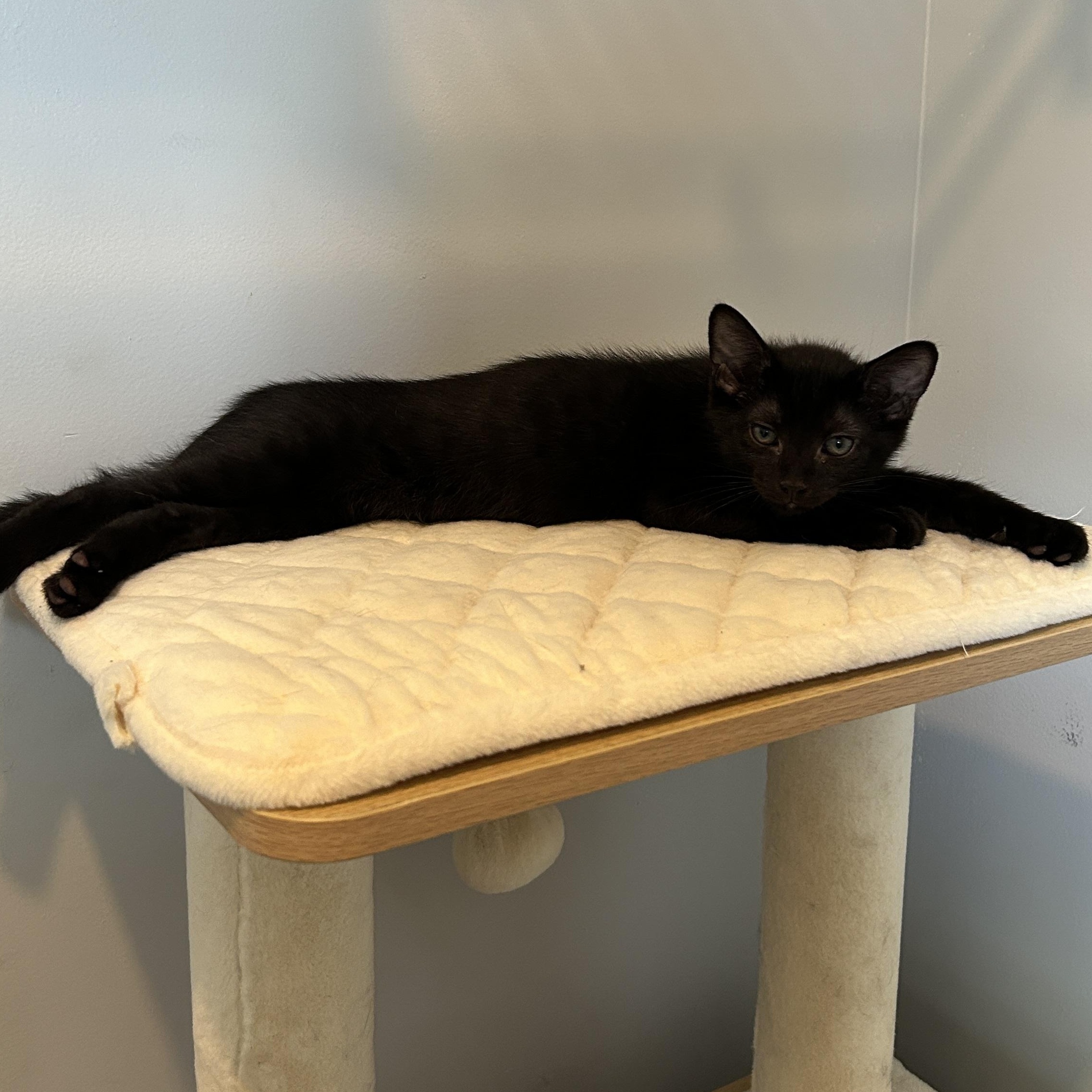 Enlarge Sirocco, a ADOPTABLE Domestic Short Hair in Joliet, IL image 2/3