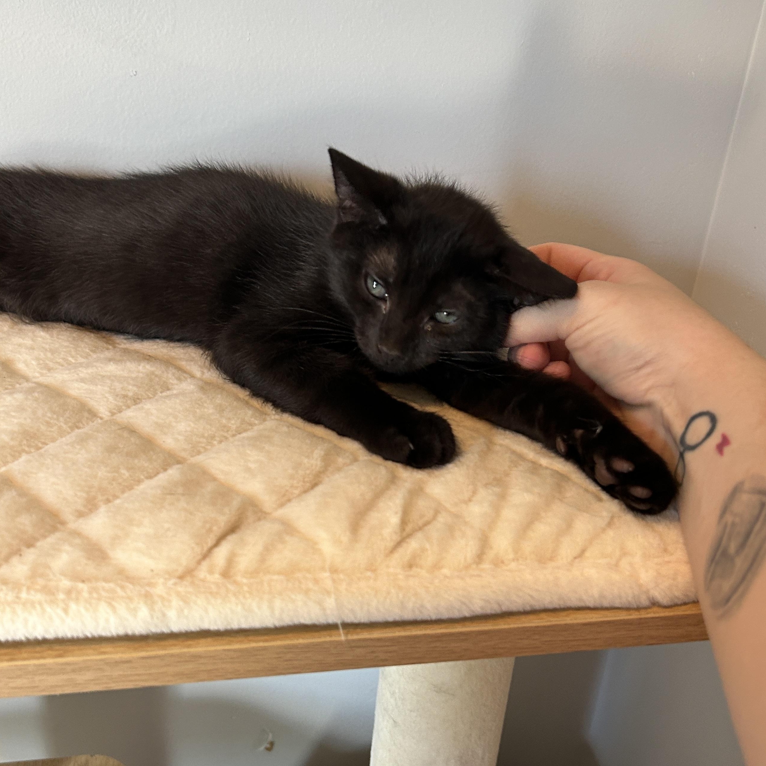 Enlarge Sirocco, a ADOPTABLE Domestic Short Hair in Joliet, IL image 3/3