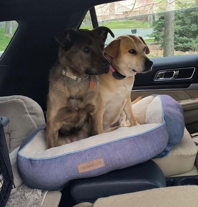 Audrey, Adoptable, Adult Female Labrador Retriever & Shepherd.