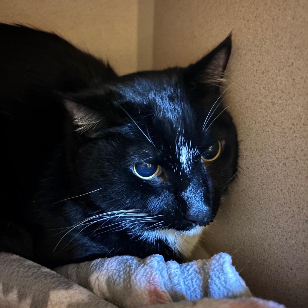 Wonka, a Adoptable Domestic Short Hair in Providence, RI image 1/2
