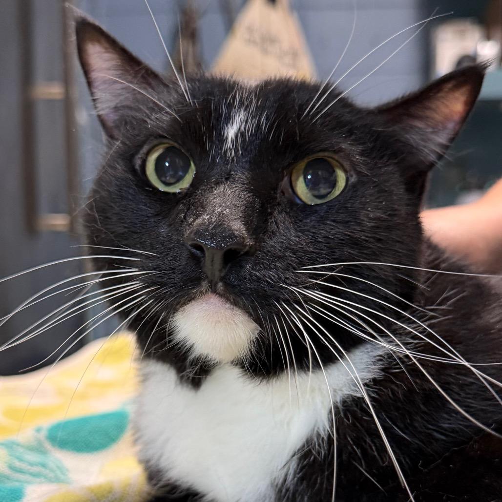 Wonka, a Adoptable Domestic Short Hair in Providence, RI image 2/2