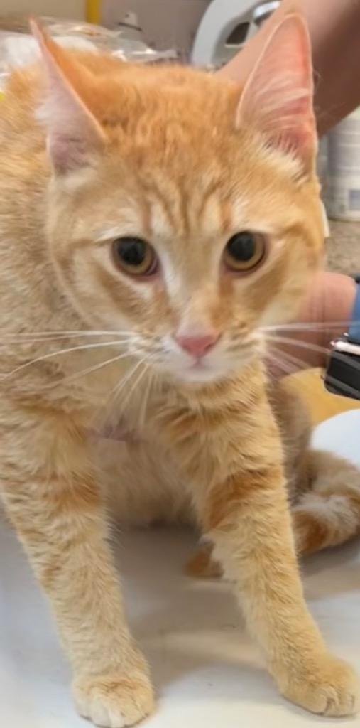 Enlarge HOUDINI, a Adoptable mixed breed in Elizabethton, TN image 1/2