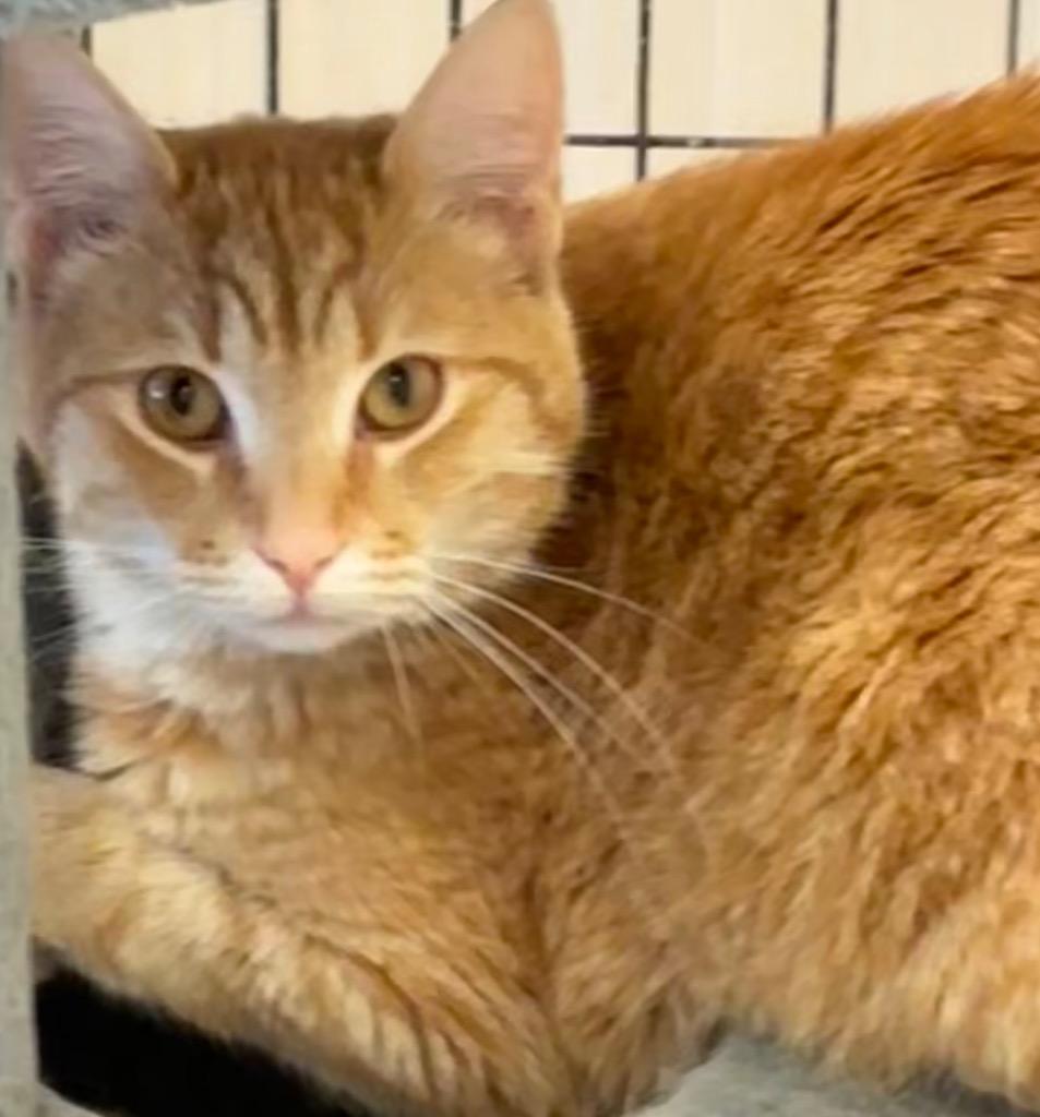 Enlarge HOUDINI, a Adoptable mixed breed in Elizabethton, TN image 2/2