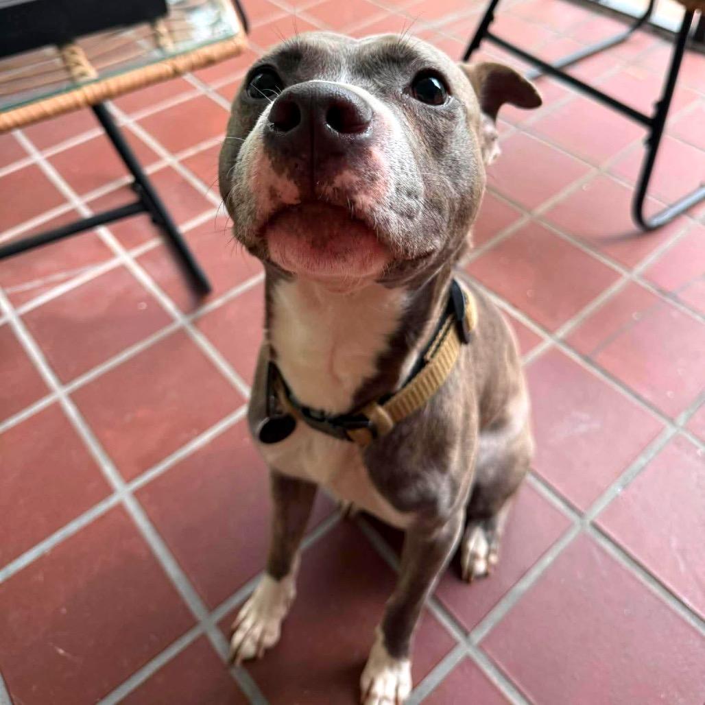 Enlarge Avaris HW+, a Adoptable Pit Bull Terrier in Tampa, FL image 1/6
