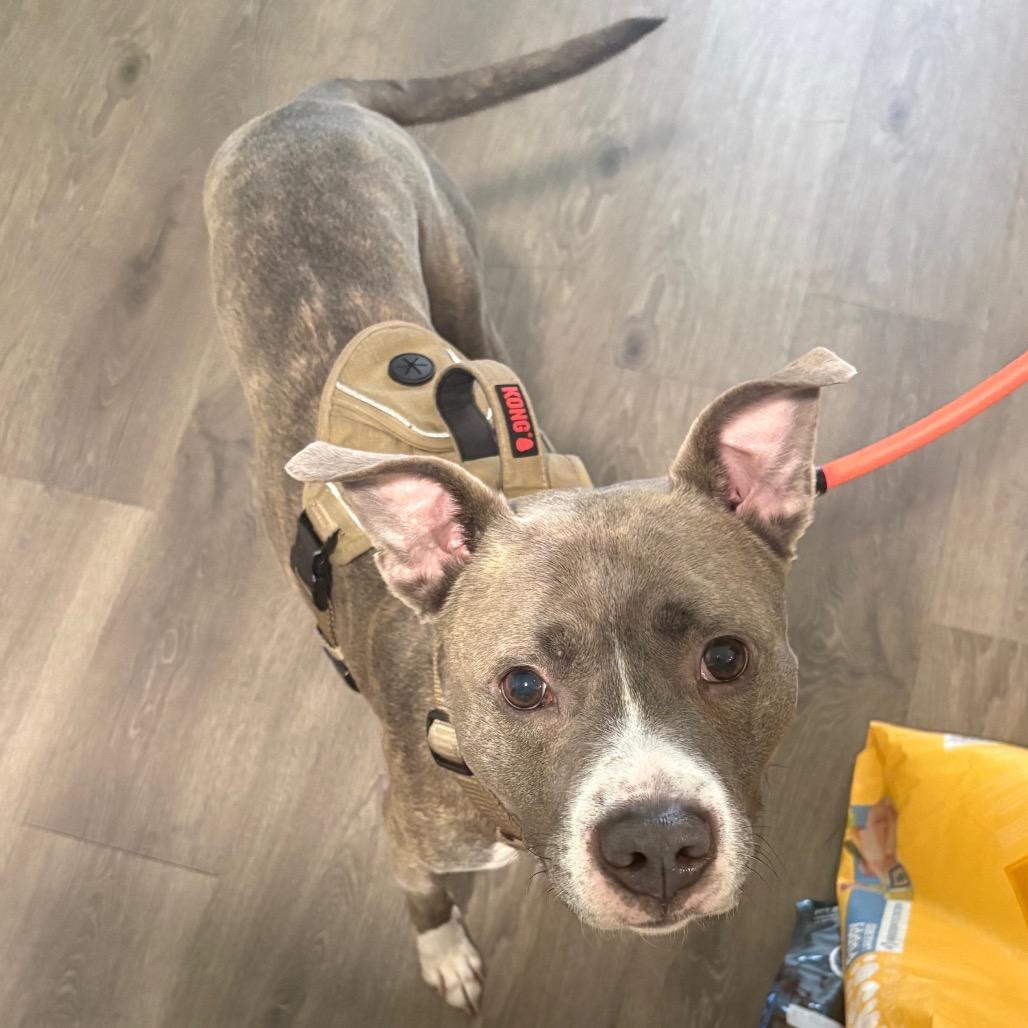 Enlarge Avaris HW+, a Adoptable Pit Bull Terrier in Tampa, FL image 2/6