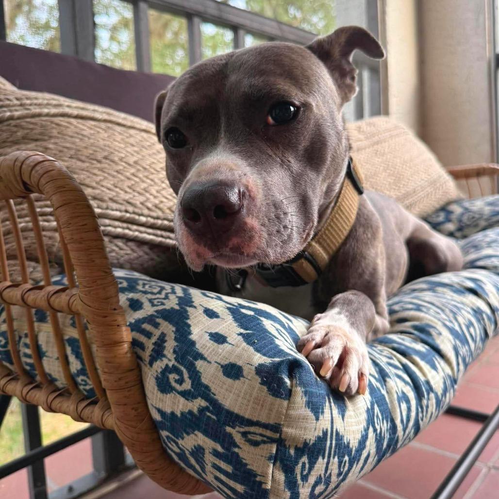 Enlarge Avaris HW+, a Adoptable Pit Bull Terrier in Tampa, FL image 3/6