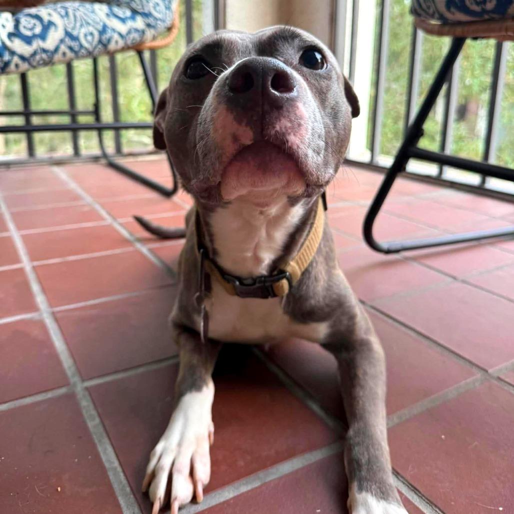 Enlarge Avaris HW+, a Adoptable Pit Bull Terrier in Tampa, FL image 4/6