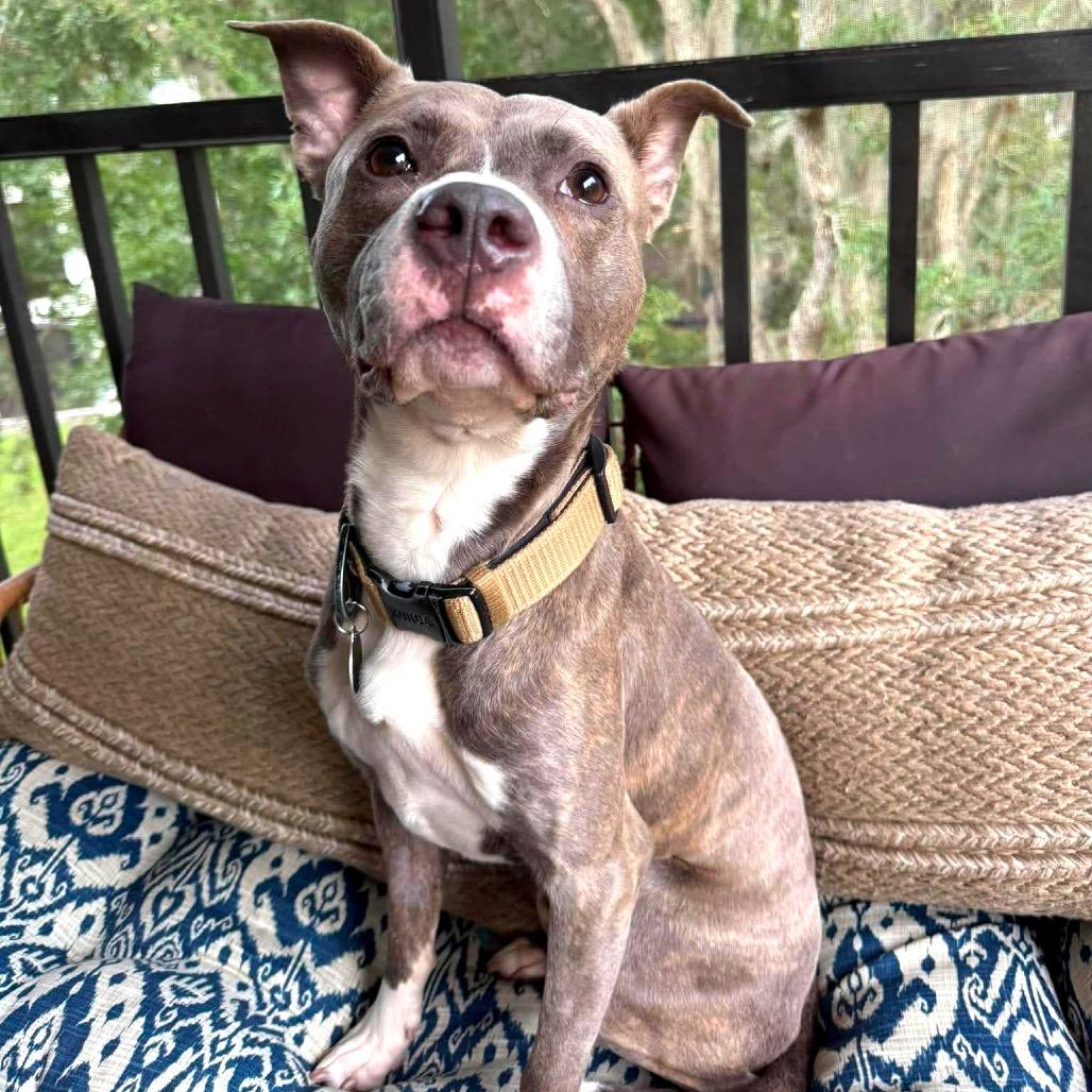 Enlarge Avaris HW+, a Adoptable Pit Bull Terrier in Tampa, FL image 5/6