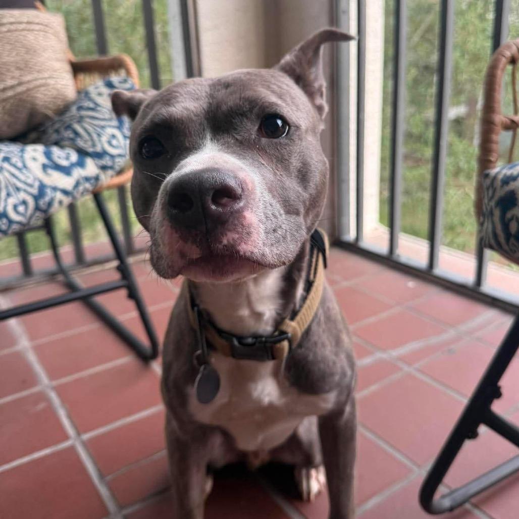Enlarge Avaris HW+, a Adoptable Pit Bull Terrier in Tampa, FL image 6/6